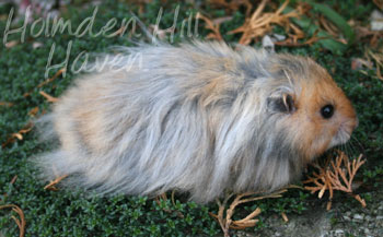 RC- Golden Umbrous Longhaired